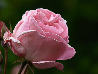 Close-up of a delicate pink rose bloom against a dark green background