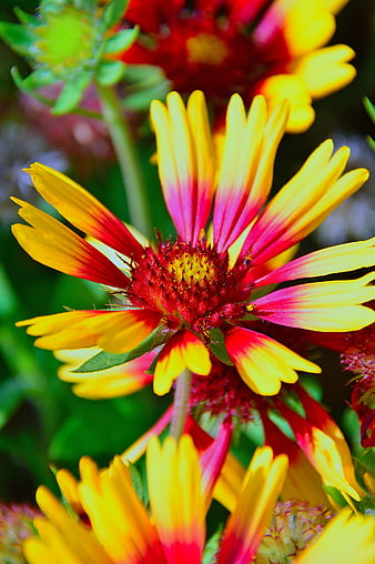 Close-up of vibrant yellow and red Gaillardia flower