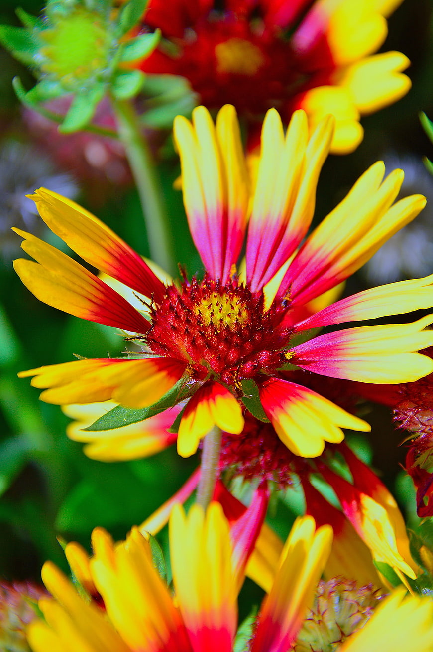 Close-up of vibrant yellow and red Gaillardia flower
