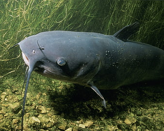 Close-up of a large catfish swimming underwater in a river