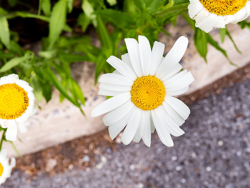 Close-up of white daisy flowers with yellow centers in a garden