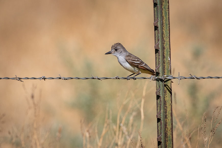 Ash-throated Flycatcher Perched on Barbed Wire Fence