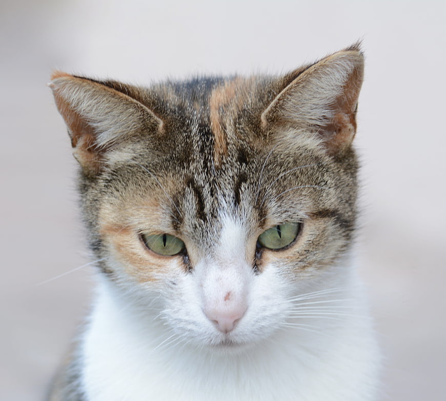 Close-up portrait of a calico cat with green eyes