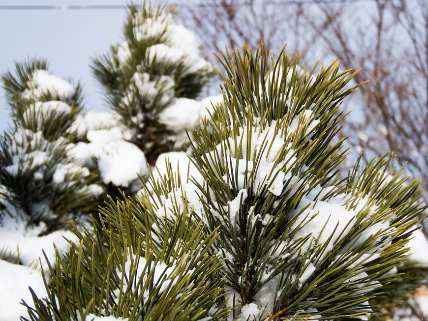 Close-up of Snow-Covered Pine Branches in Winter