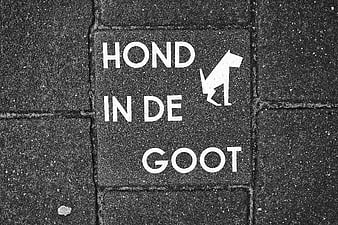 Black and white pavement sign with dog icon and Dutch text Hond in de Goot