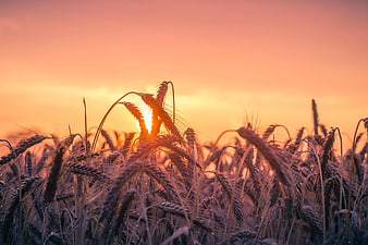 Golden Wheat Field at Sunset with Silhouette