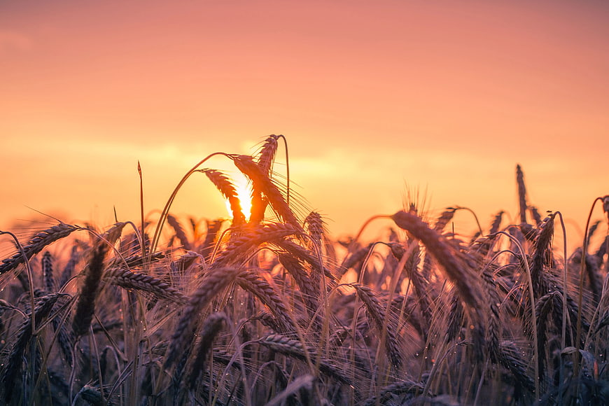 Golden Wheat Field at Sunset with Silhouette