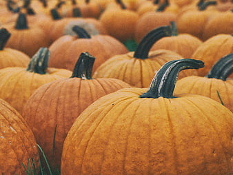 Close-up of orange pumpkins in a patch