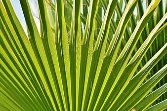 Close-up of vibrant green fan palm fronds against a bright blue sky