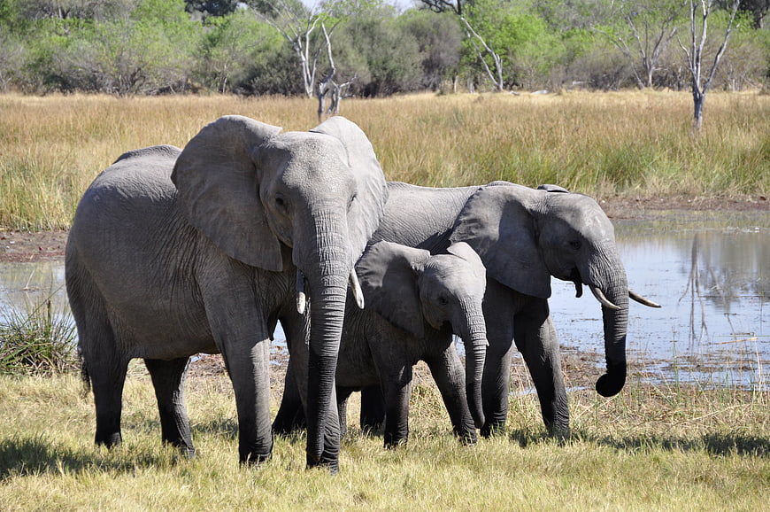 African Elephant Family with Calf at Waterhole