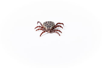 Close-up of a tick on white background
