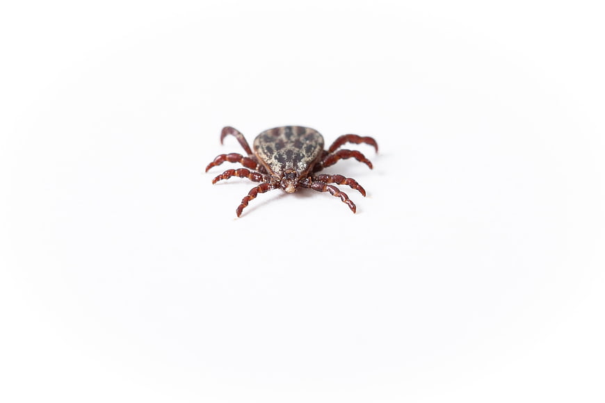 Close-up of a tick on white background