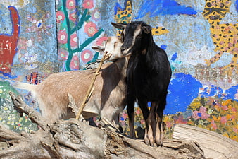 Two goats standing on driftwood in front of colorful graffiti wall