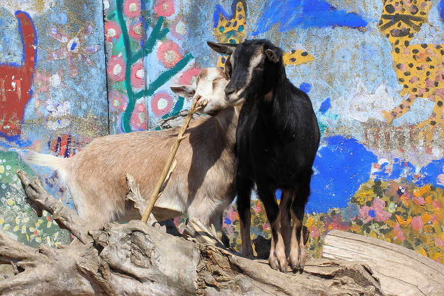 Two goats standing on driftwood in front of colorful graffiti wall