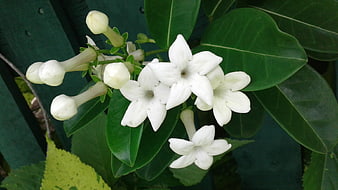 Close-up of white star jasmine flowers and green leaves