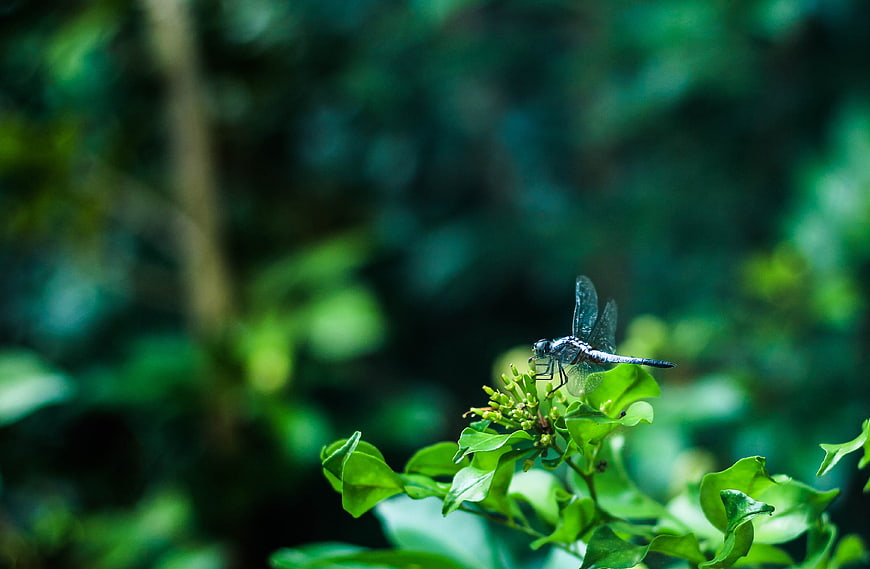Blue dragonfly resting on green leaves in nature