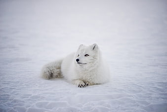 White Arctic Fox Resting in Snowy Winter Landscape