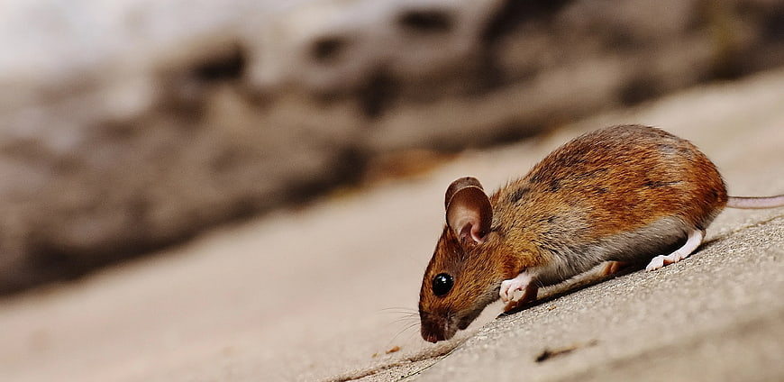Close-up of a brown rat on a concrete surface