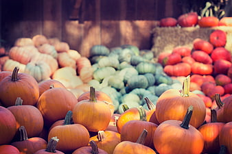 Colorful Harvest Pumpkins and Squash Display