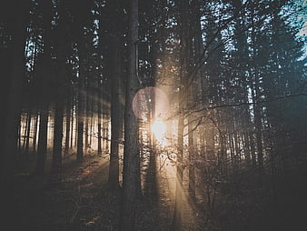 Sunbeams shining through tall pine trees in a misty forest