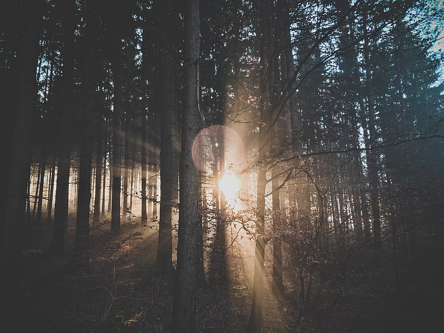 Sunbeams shining through tall pine trees in a misty forest
