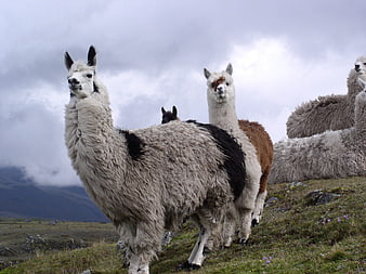 Group of Alpacas on Grassy Hillside in Andes Mountains