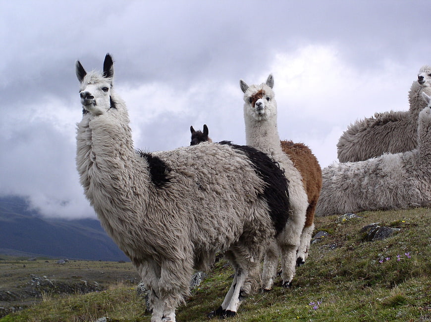 Group of Alpacas on Grassy Hillside in Andes Mountains