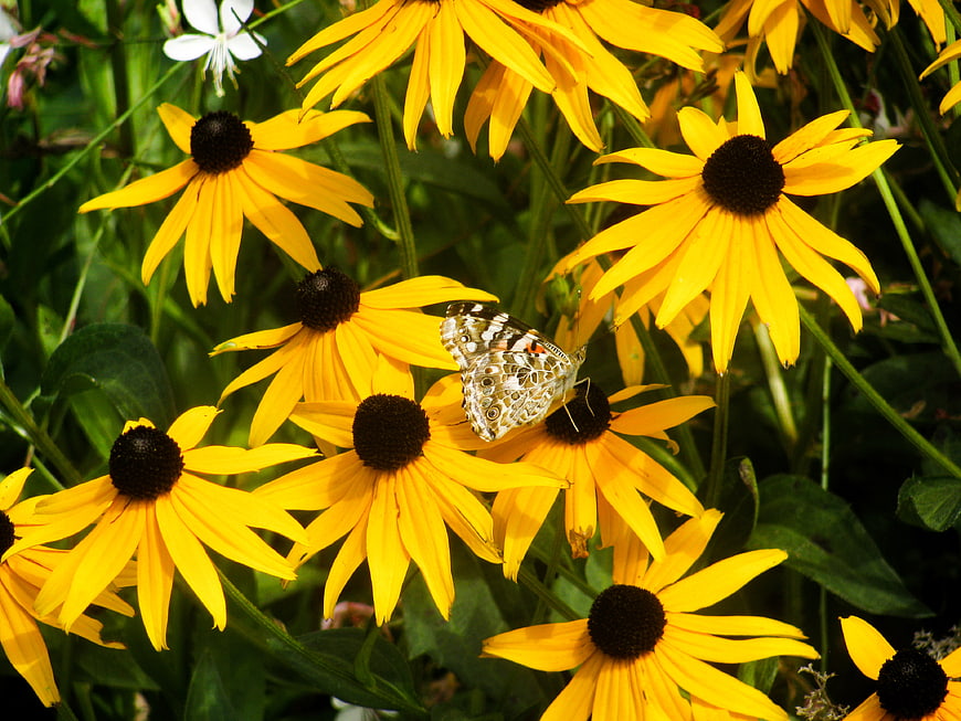 Butterfly on Yellow Black-Eyed Susan Flowers in Garden
