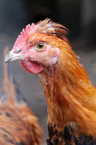 Close-up portrait of a brown hen with red comb