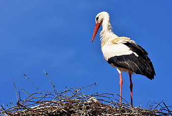 White Stork Standing in Nest Against Blue Sky