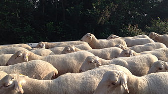 Flock of sheep in a truck with forest background