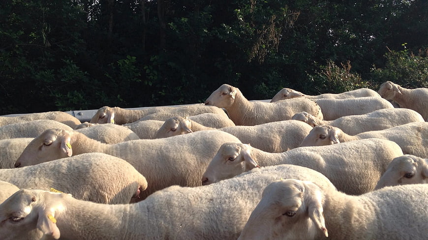 Flock of sheep in a truck with forest background