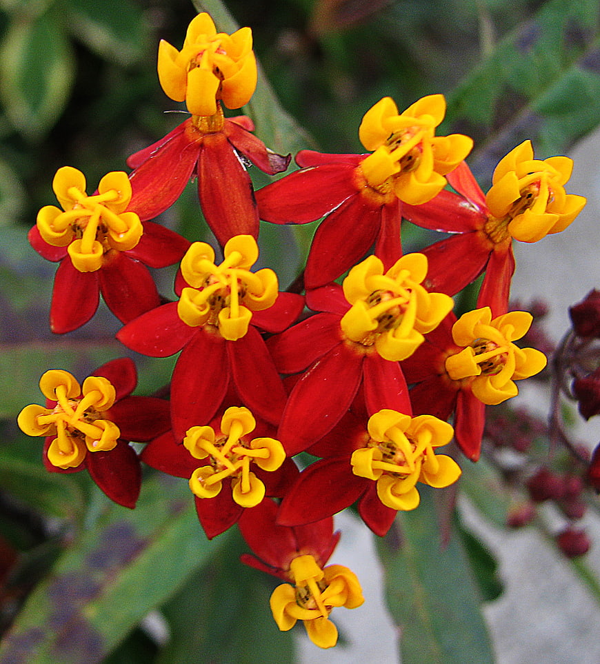 Close-up of vibrant red and yellow butterfly weed flowers