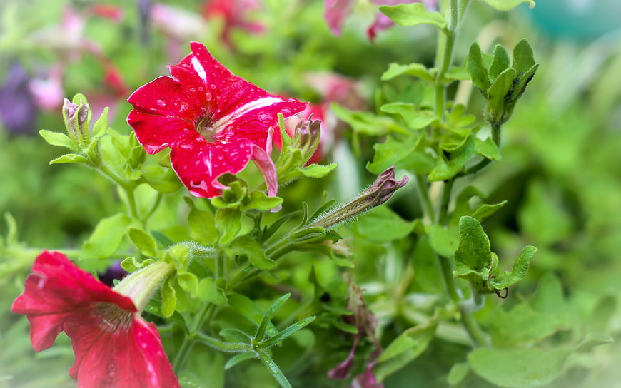 Vibrant Red Petunia Flower with Water Droplets in Garden