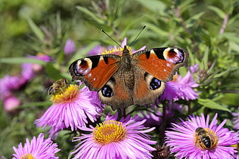 Peacock butterfly on purple aster flowers with bees