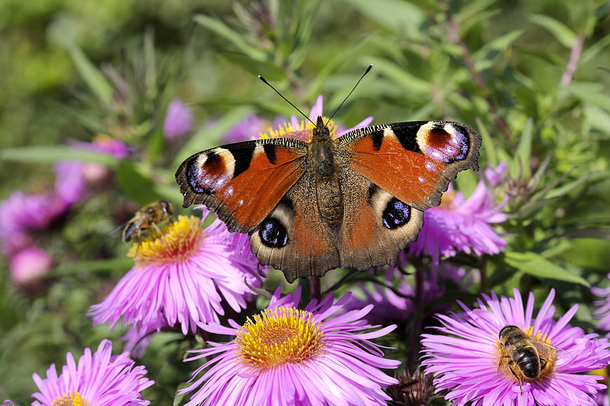 Peacock butterfly on purple aster flowers with bees
