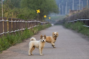 Two small dogs walking on a paved path with yellow pinwheels
