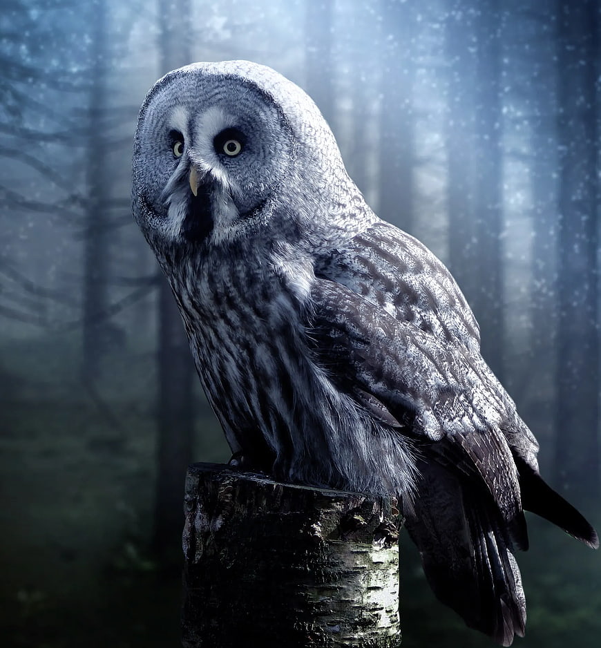 Mystical Great Gray Owl Perched in Misty Forest