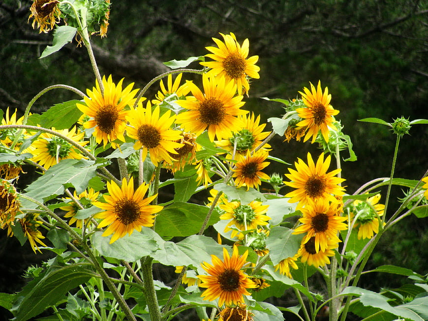 Vibrant Sunflowers Blooming in a Natural Garden Setting