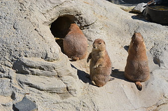 Three prairie dogs standing on rocks near burrow