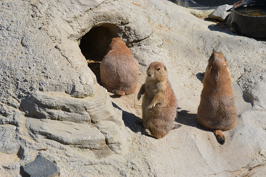 Three prairie dogs standing on rocks near burrow