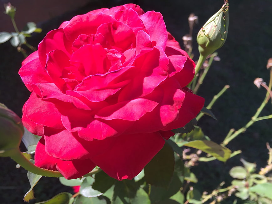 Vibrant Red Rose Bloom in Sunlight