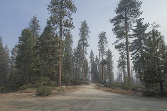 Dusty dirt road winding through tall pine forest