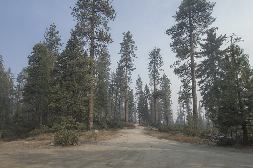 Dusty dirt road winding through tall pine forest