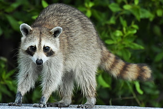 Wild Raccoon Standing On Concrete Surface With Green Foliage Background