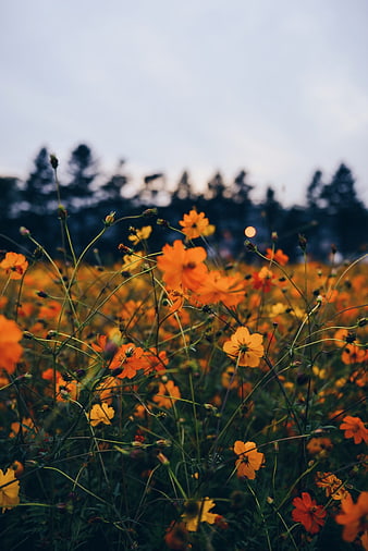 Vibrant Orange Cosmos Flowers in a Field at Dusk