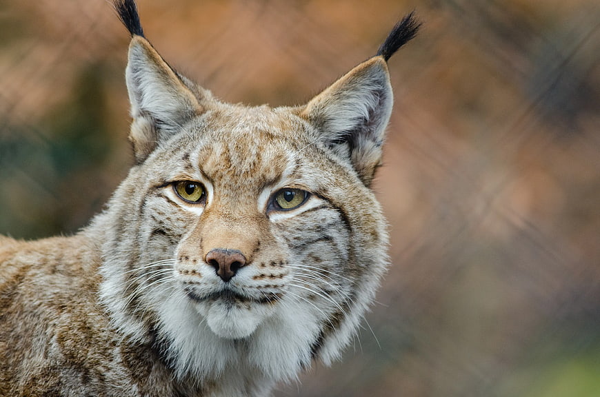 Close-up portrait of a lynx with tufted ears