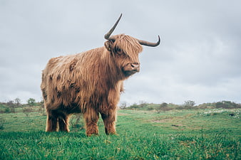 Highland Cow Standing in Green Pasture