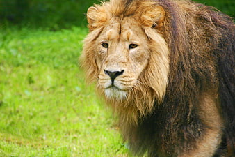 Majestic male lion portrait with full mane in green grass