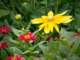 Yellow Coreopsis and Pink Zinnia Flowers in Garden